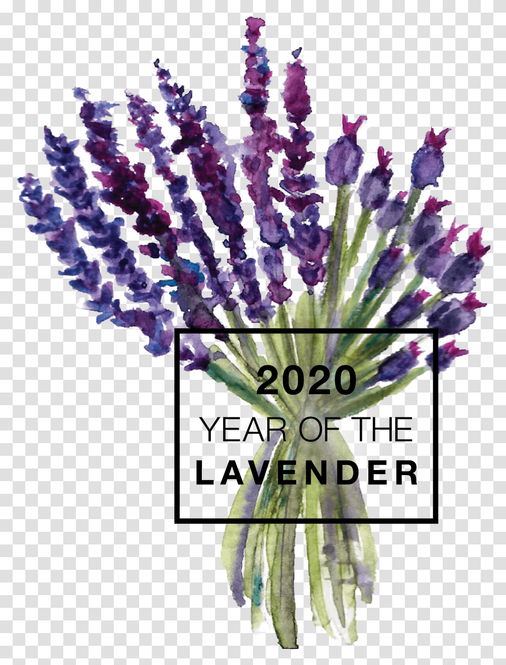 Year Of The Lavender 2020 Year Of The Lavender, Plant, Flower, Blossom, Graphics Transparent Png