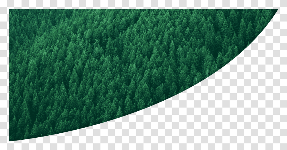 Years Of Growth With Fsc 1994 2014 Tree, Green, Vegetation, Plant, Bush Transparent Png