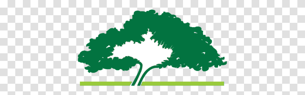 Years Of Running To Remember - Oklahoma City Memorial Survivor Tree Logo, Plant, Bird, Animal, Green Transparent Png