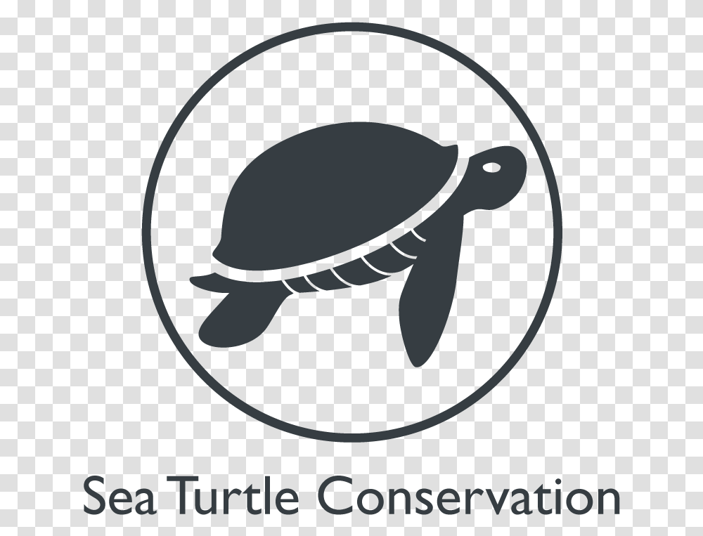 Years, Sea Turtle, Reptile, Sea Life, Animal Transparent Png