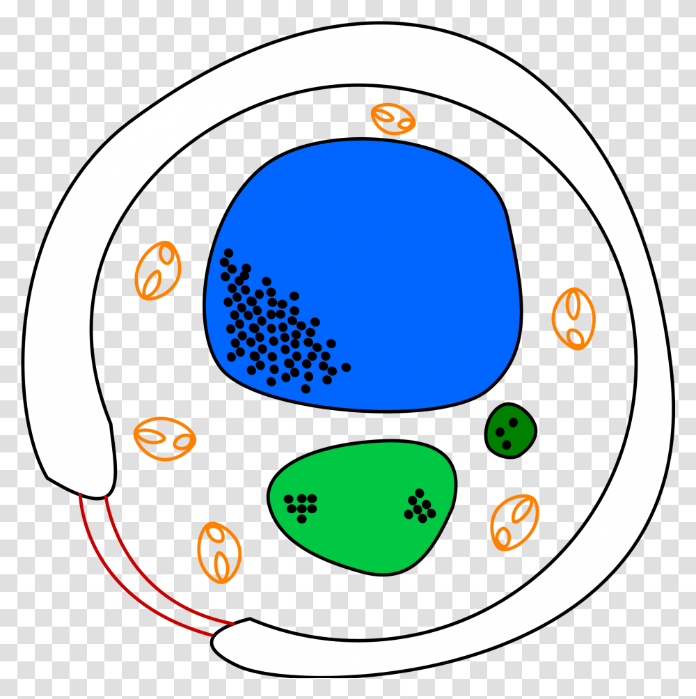Yeast Cell Diagram Image Fungi Cell Not Labelled, Text, Symbol, Number, Graphics Transparent Png