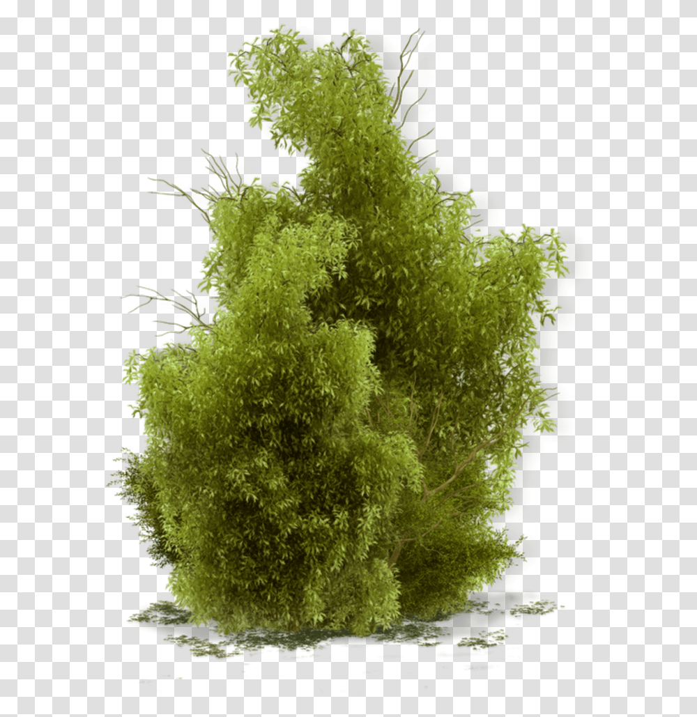 Yeil Bitki, Moss, Plant, Bush, Vegetation Transparent Png