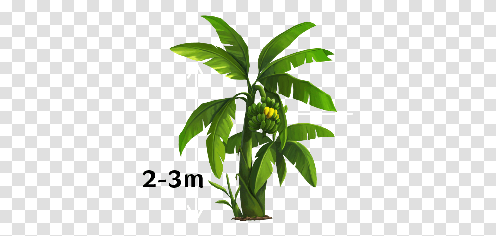 Yello Banana Tree Vector, Plant, Vegetation, Leaf, Rainforest Transparent Png