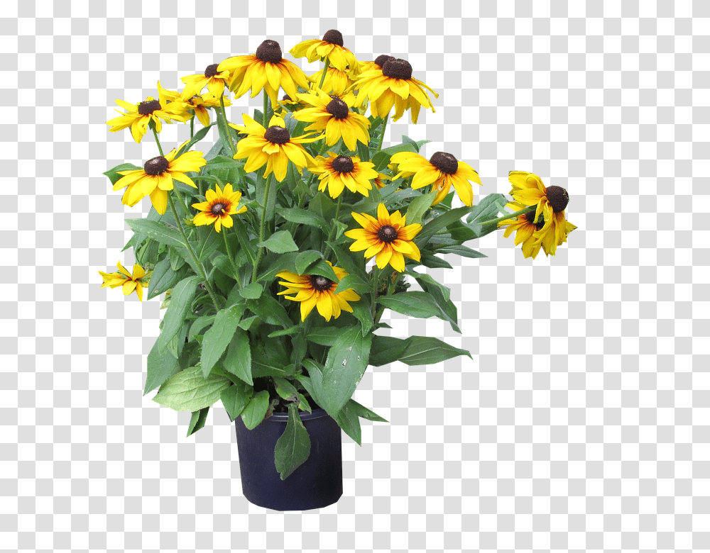 Yellow 960, Flower, Plant, Blossom, Flower Arrangement Transparent Png