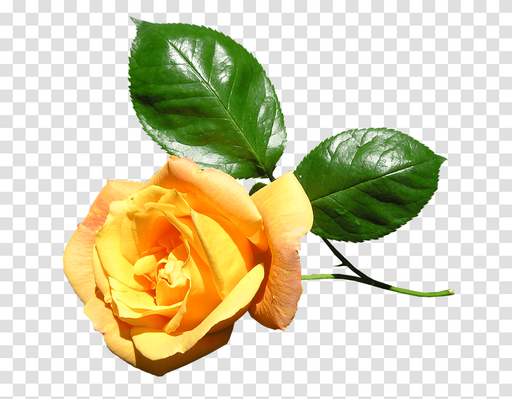 Yellow 960, Flower, Plant, Rose, Blossom Transparent Png