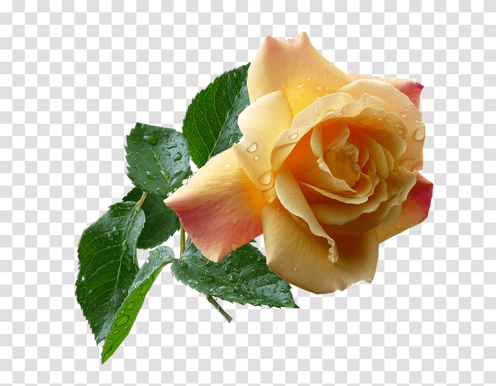 Yellow 960, Flower, Rose, Plant, Blossom Transparent Png