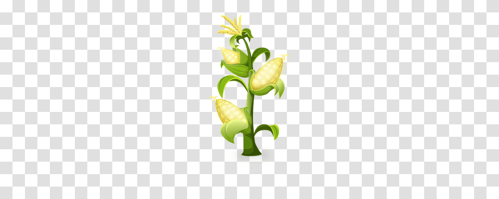 Yellow Nature, Plant, Produce, Food Transparent Png