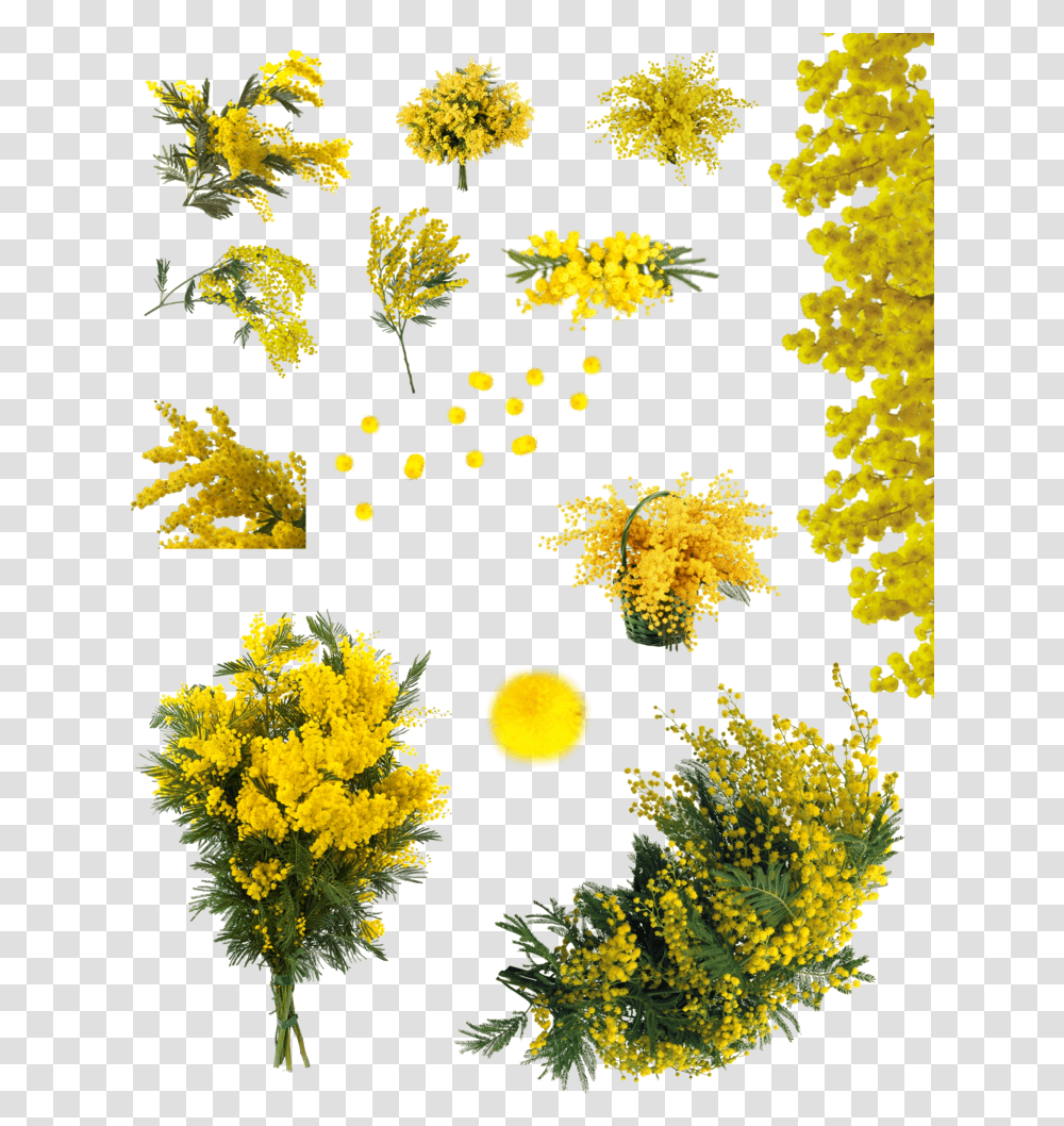Yellow Acacia Tree Download Flor Accia, Plant, Ornament, Pattern, Fractal Transparent Png