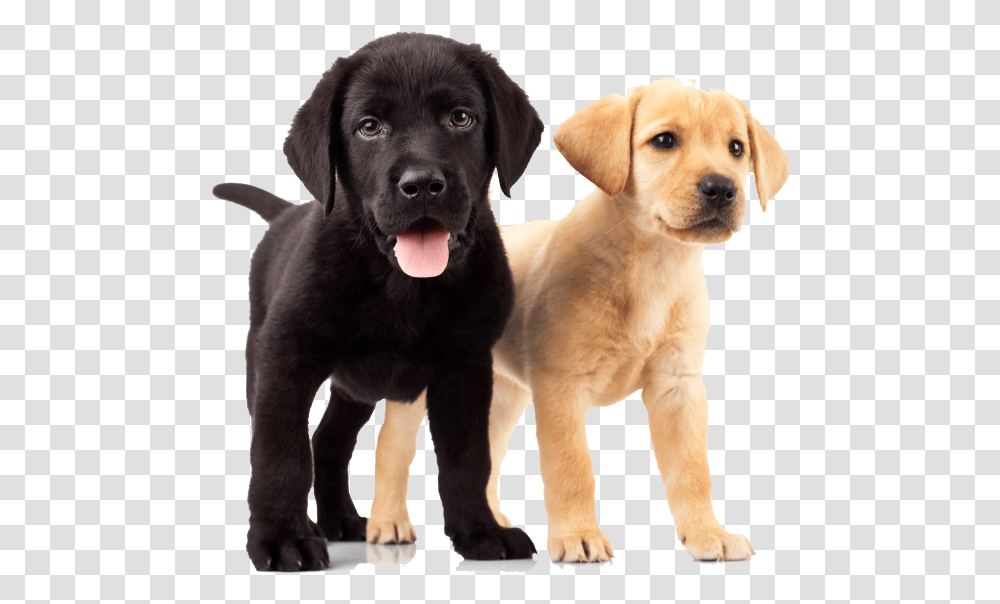 Yellow And Black Labs, Labrador Retriever, Dog, Pet, Canine Transparent Png