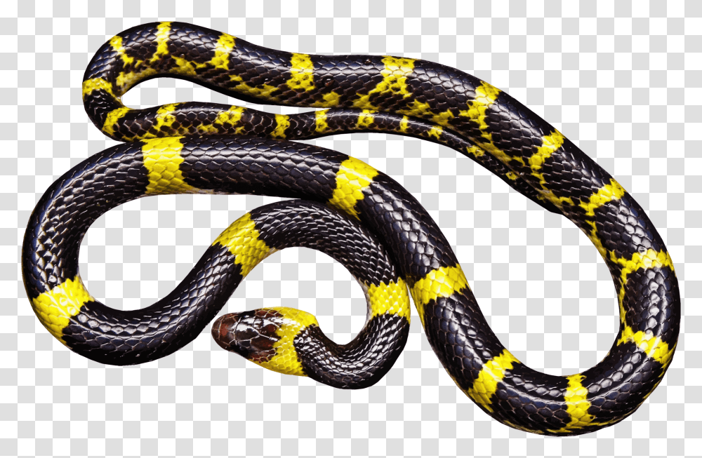 Yellow And Black Snake Clip Arts Black And Yellow Milk Snake, Reptile, Animal, King Snake Transparent Png