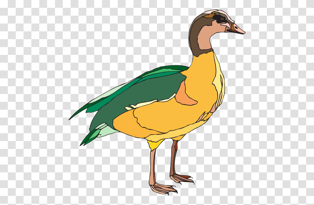 Yellow And Green Duck, Bird, Animal, Waterfowl, Anseriformes Transparent Png
