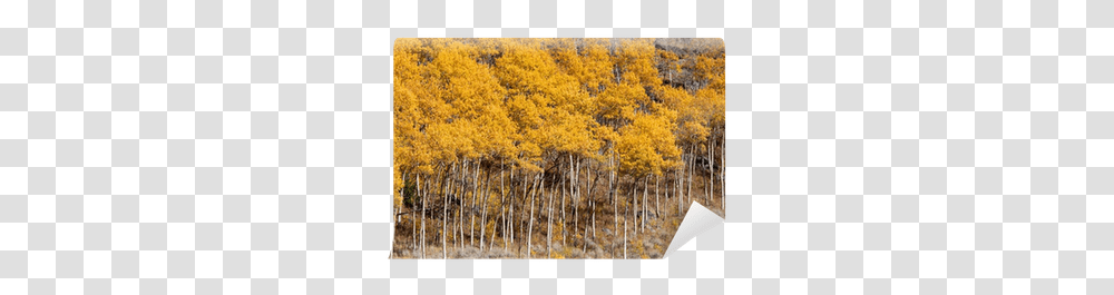 Yellow Aspen Trees In Colorado Temperate Broadleaf And Mixed Forest, Plant, Bush, Vegetation, Conifer Transparent Png