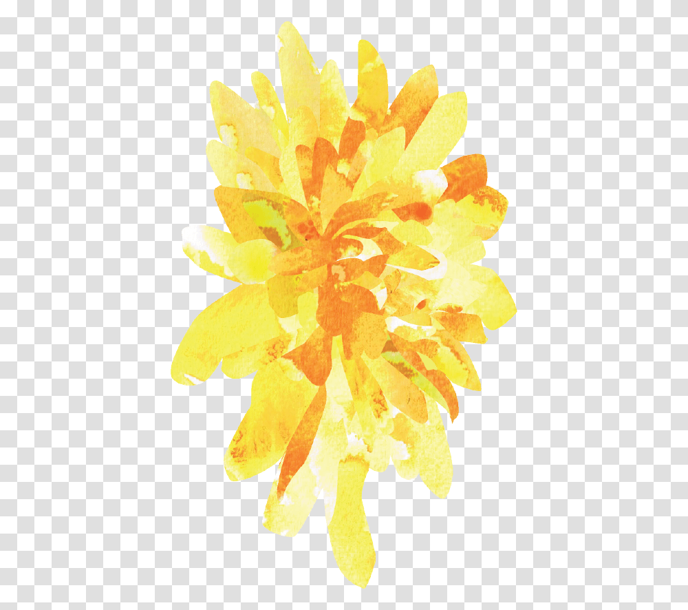 Yellow Aster Watercolor By Susan Moshier On Dribbble Pedicel, Plant, Flower, Pollen, Daffodil Transparent Png