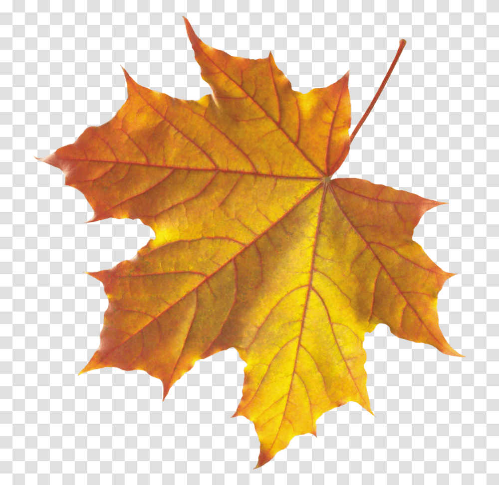 Yellow Autumn Leaves Image Autumn Leaves Leaf, Plant, Tree, Rose, Flower Transparent Png