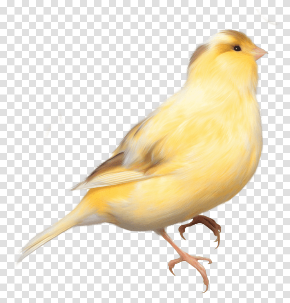Yellow Bird Background, Animal, Canary Transparent Png