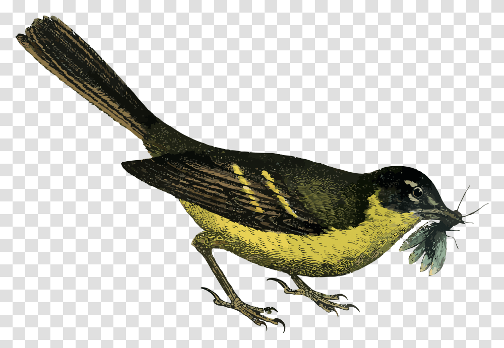 Yellow Bird Clipart Graphics Fairy Clipart Bird Garden Clip Art, Animal, Finch, Canary, Blackbird Transparent Png