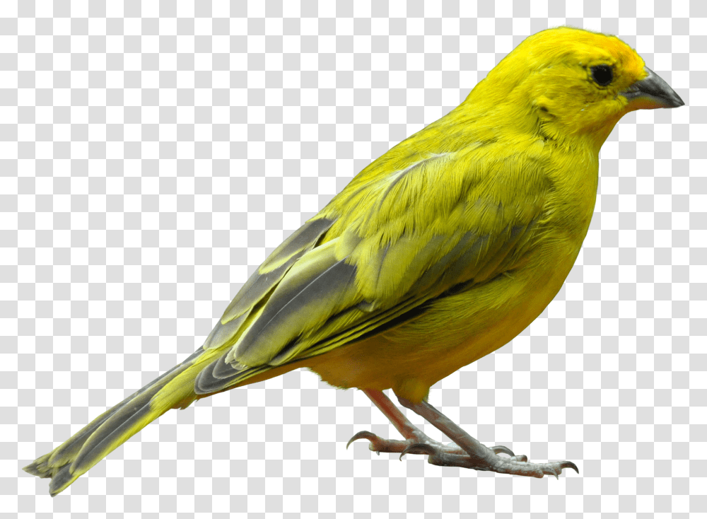 Yellow Bird Standing Image Bird, Animal, Canary, Finch Transparent Png