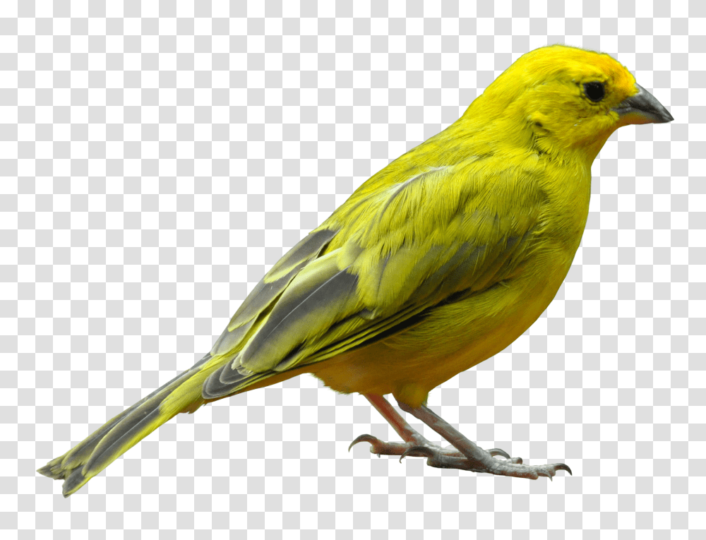 Yellow Bird Standing Image Purepng Free Birds, Animal, Canary, Finch Transparent Png