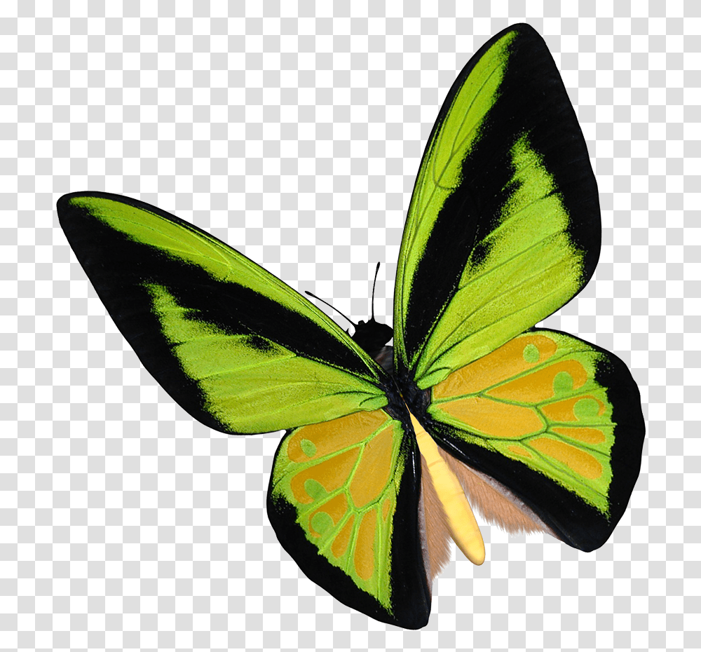 Yellow Birdwing Butterfly Clipart Lycaenid, Insect, Invertebrate, Animal, Moth Transparent Png