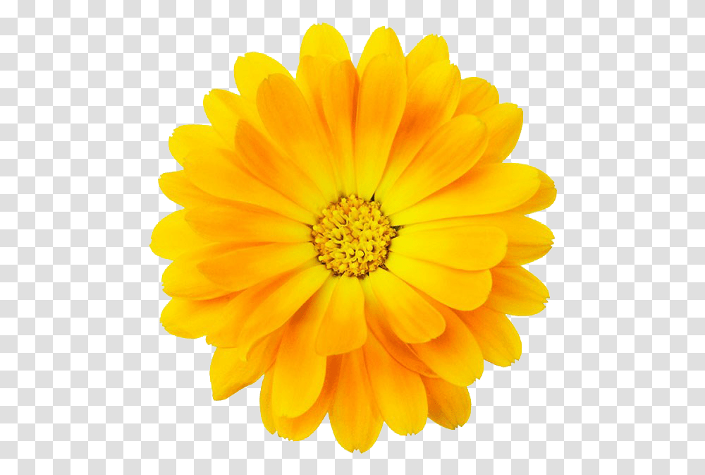 Yellow Bloom Frame Flower Border Flowers White Yellow Flower With Border, Plant, Petal, Blossom, Daisy Transparent Png