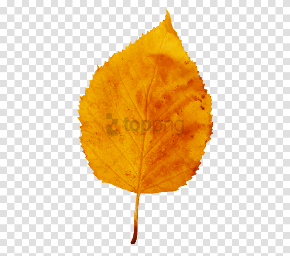 Yellow Brown Fall Leaf Small Red Yellow Clipart Orange Leaf Background, Plant, Pineapple, Fruit, Food Transparent Png