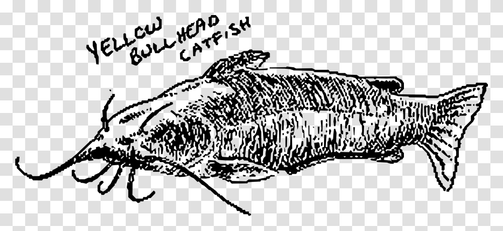 Yellow Bullhead Catfish Clip Arts Catfishpng, Gray, World Of Warcraft Transparent Png