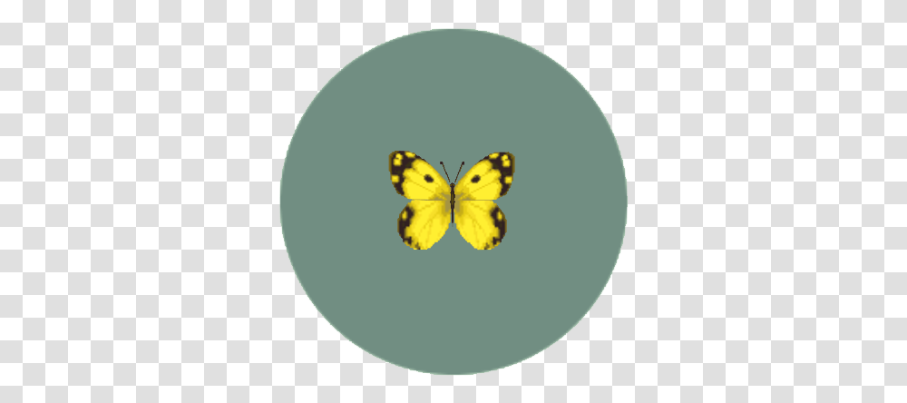 Yellow Butterfly Animal Crossing Wiki Fandom Colias Hyale, Insect, Invertebrate, Tennis Ball, Sport Transparent Png