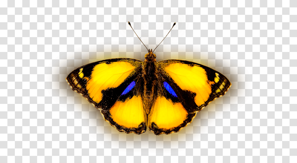 Yellow Butterfly Animals That Fly, Insect, Invertebrate, Lamp, Monarch Transparent Png