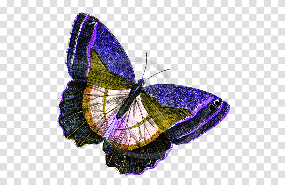 Yellow Butterfly Illustration, Insect, Invertebrate, Animal, Person Transparent Png