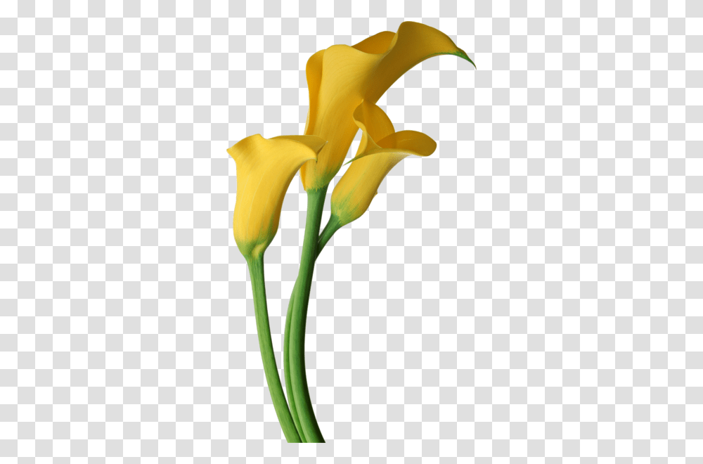 Yellow Calla Lilies Flowers Clipart Image To Use, Plant, Blossom, Lily, Banana Transparent Png