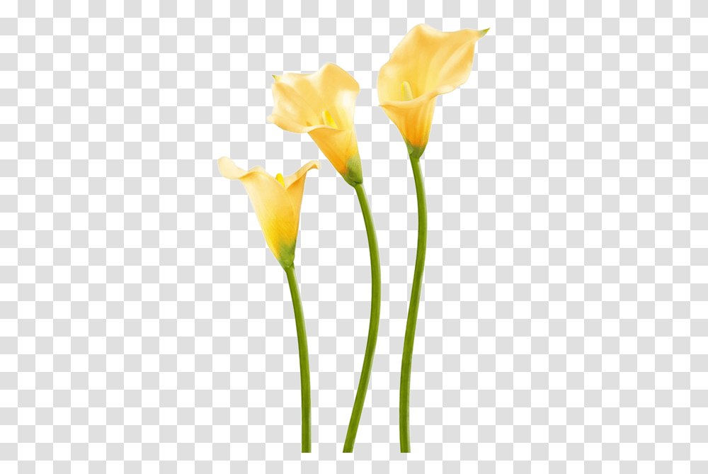 Yellow Calla Lily Flower Flax Leaved Tulip, Plant, Blossom, Petal, Araceae Transparent Png