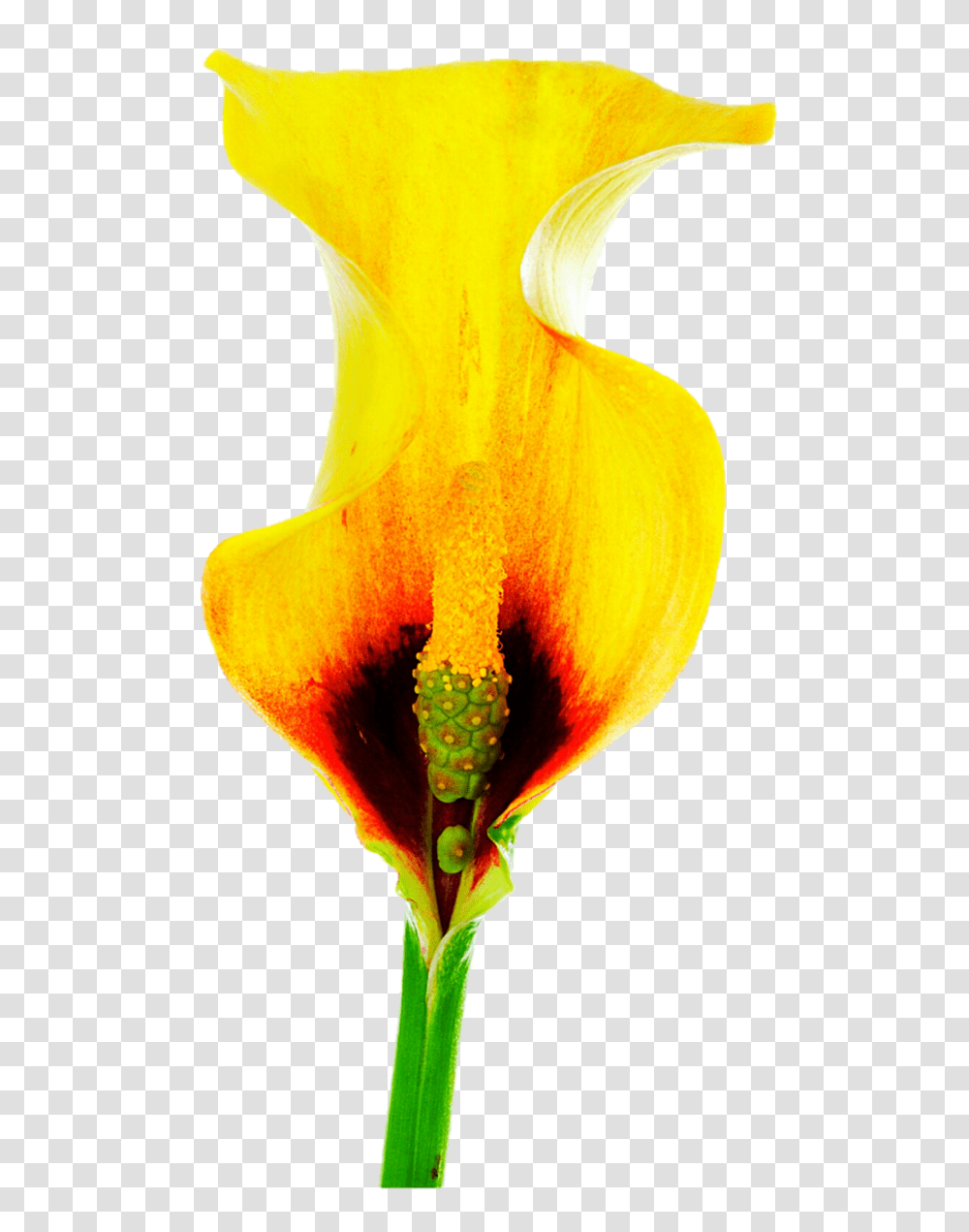 Yellow Calla Lily, Plant, Flower, Blossom, Bird Transparent Png