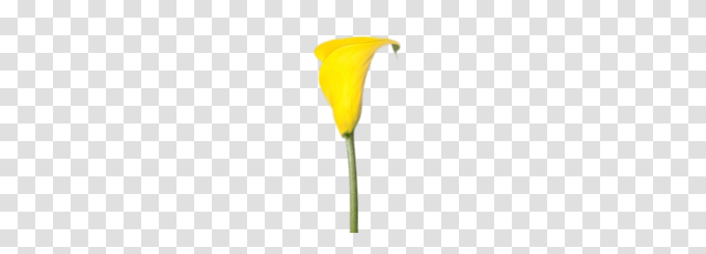 Yellow Calla Lily, Plant, Flower, Blossom, Petal Transparent Png