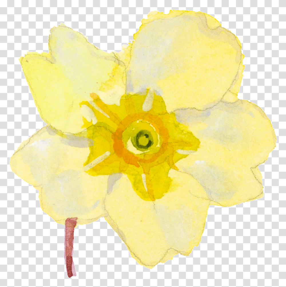 Yellow Cartoon Daffodil Watercolor Narcissus, Plant, Rose, Flower, Blossom Transparent Png