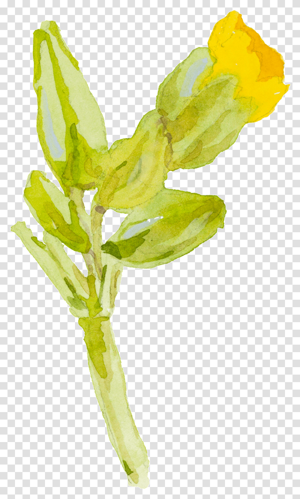 Yellow Cartoon Small Flower Watercolor Flowers Watercolour No Background Yellow, Plant, Leaf, Blossom, Sprout Transparent Png