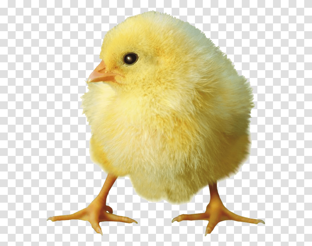 Yellow Chick Download Baby Chick Background, Bird, Animal, Fowl, Poultry Transparent Png