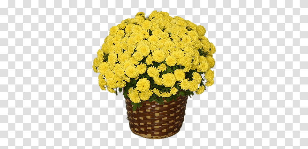 Yellow Chrysanthemum Potted Flowers Fall, Plant, Blossom, Flower Bouquet, Flower Arrangement Transparent Png
