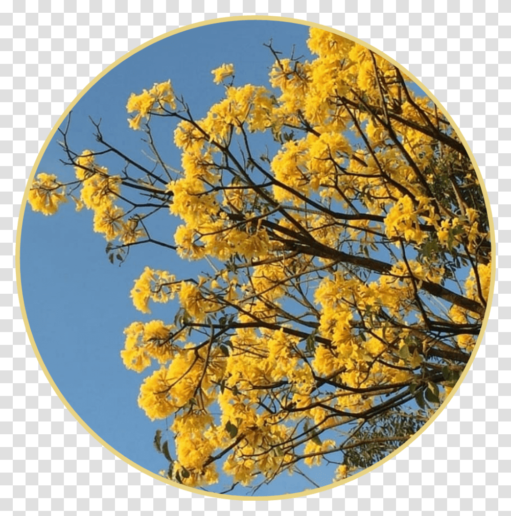 Yellow Circle Circulo Background Yellowbackground Flores Tumblr Amarillas, Tree, Plant, Flower, Blossom Transparent Png