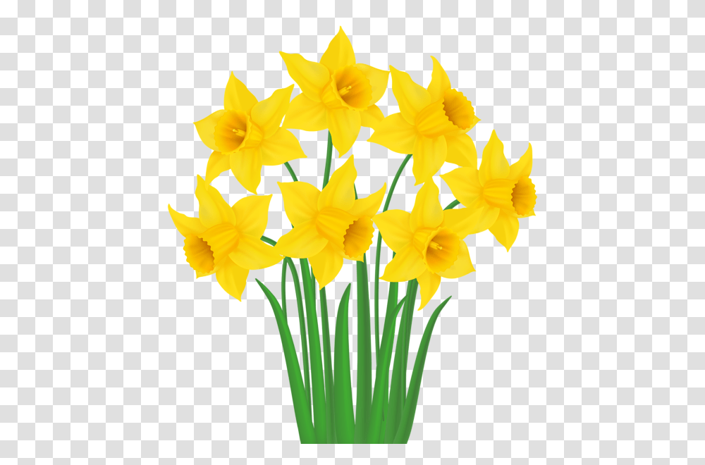 Yellow Clip Background Daffodils Clipart, Plant, Flower, Blossom Transparent Png