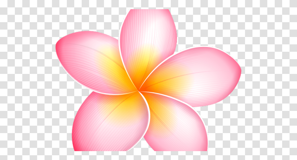 Yellow Clipart Of Pink Pumeria Flowers, Graphics, Lamp, Balloon, Petal Transparent Png