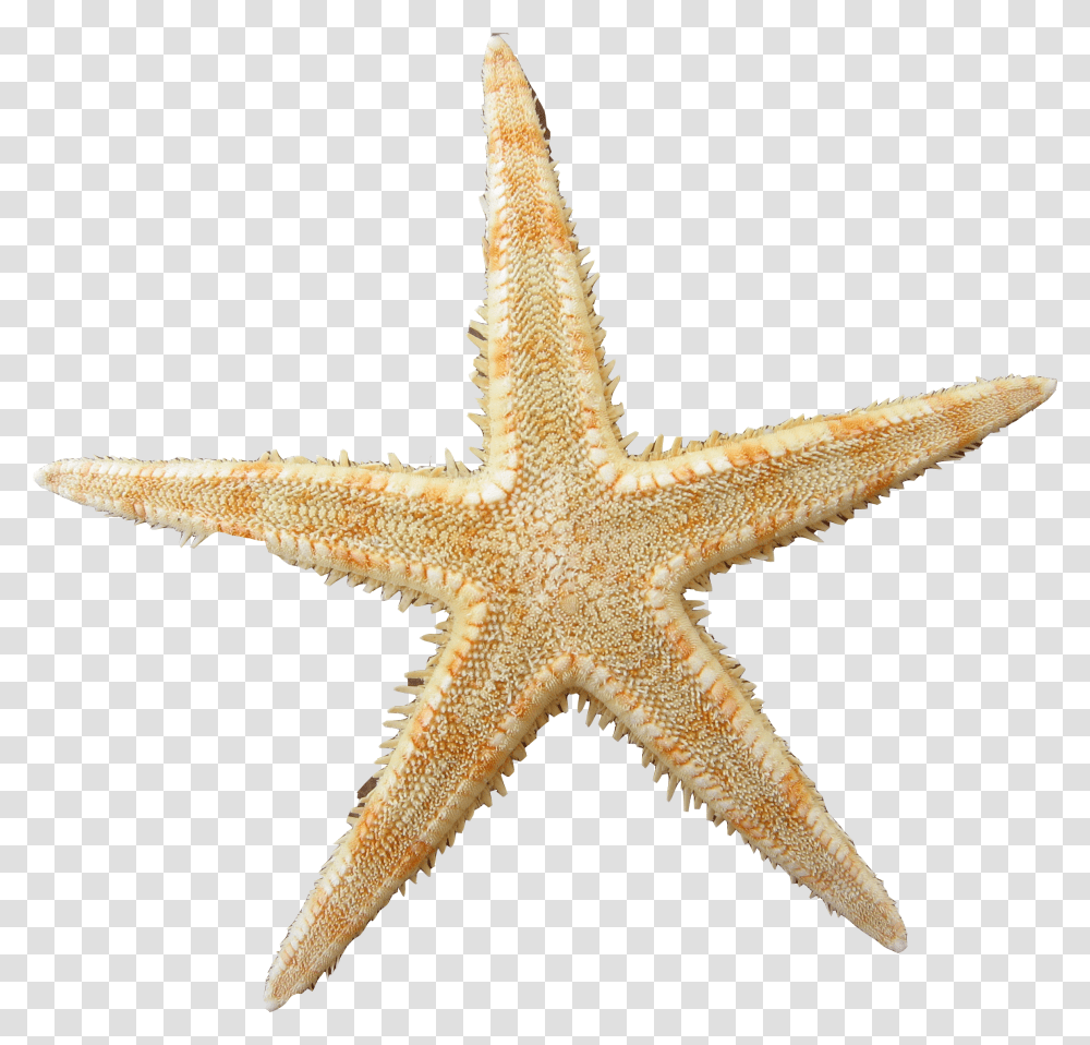 Yellow Clipart Sea Star Sea Star, Cross, Symbol, Starfish, Invertebrate Transparent Png