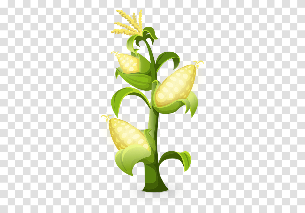 Yellow Corn Plants Maize Grains Golden Producer And Consumer Organisms, Food, Green, Vegetable, Vegetation Transparent Png