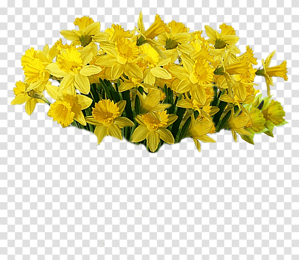 Yellow Cut Flowers Plant Flores Amarillas, Blossom, Daffodil, Daisy, Daisies Transparent Png