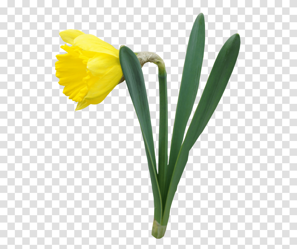 Yellow Daffodil Flower Gallery, Plant, Blossom Transparent Png