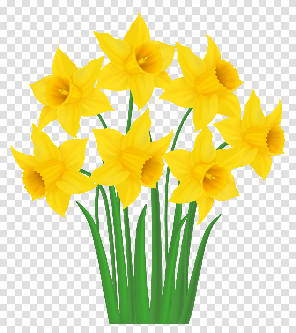 Yellow Daffodils Clip Art Gallery Transparent Png