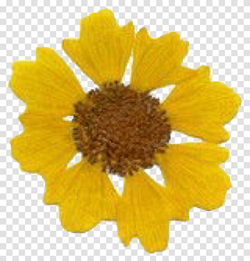 Yellow Daisy Clipart Yellow Moodboard, Plant, Petal, Flower, Blossom Transparent Png