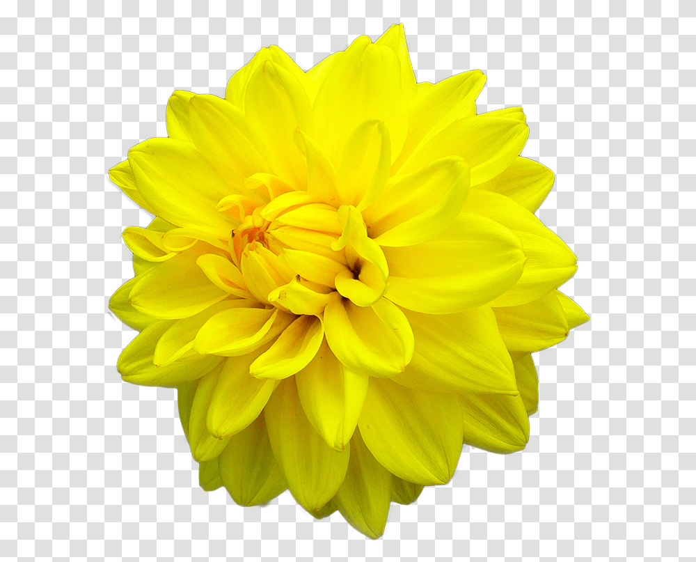Yellow Daisy Dahlia Dahlia Yellow Flower, Plant, Blossom, Petal, Asteraceae Transparent Png