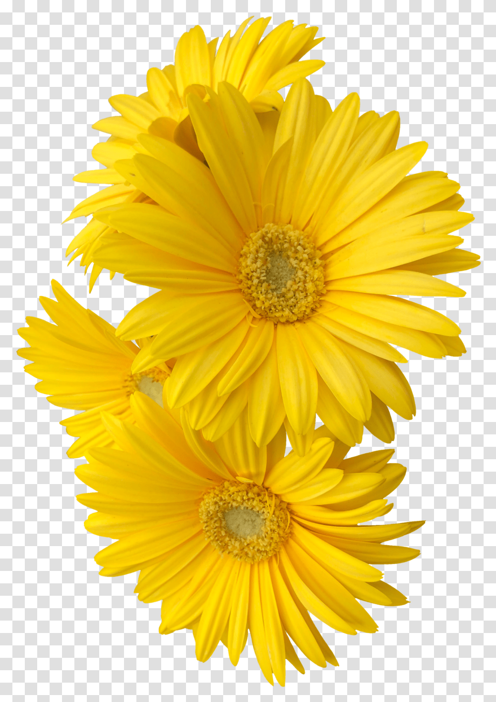 Yellow Daisy Flower Flowers Freetoedit Yellow Flower, Plant, Blossom, Daisies, Pollen Transparent Png