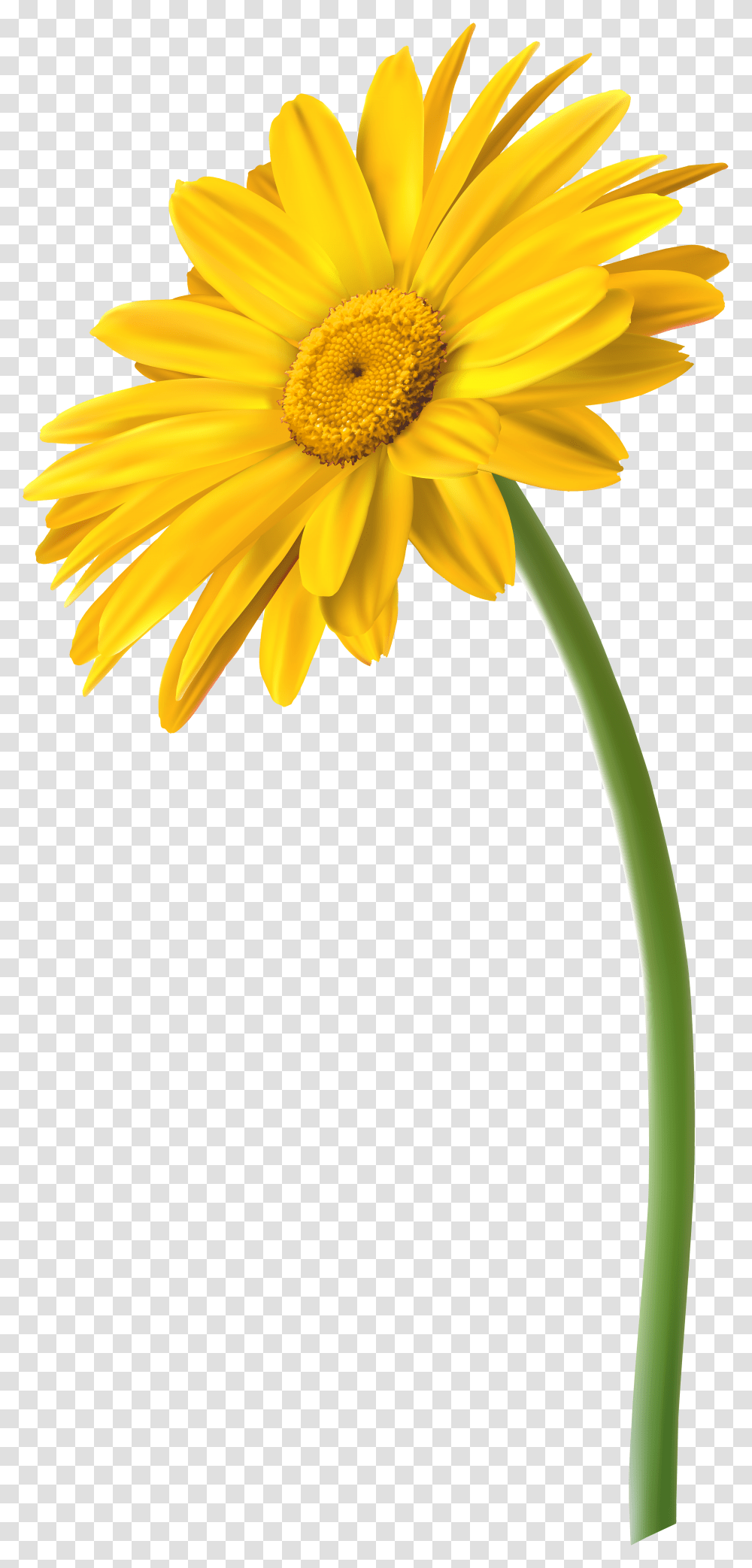 Yellow Daisy Flower Transparent Png