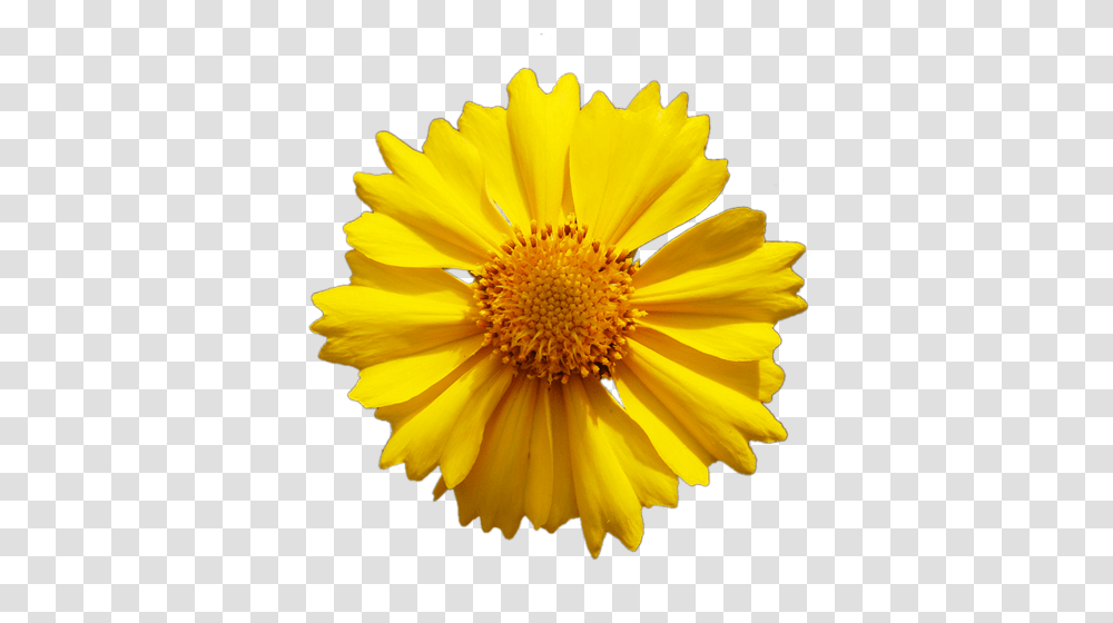 Yellow Daisy Flower Vector Image Flower Yellow, Plant, Blossom, Pollen, Daisies Transparent Png